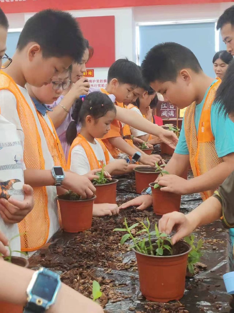 铁皮石斛养身之旅-盆景种植体验